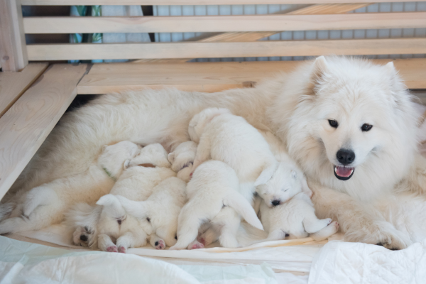 Samojed máma se štěňátkama